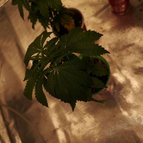 Critical pk growlog timeline photo