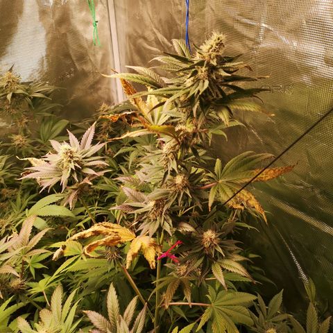 Banana daddy growlog timeline photo