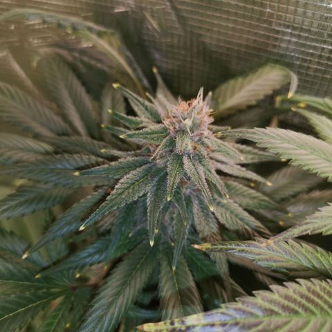Blueberry cookies growlog timeline photo