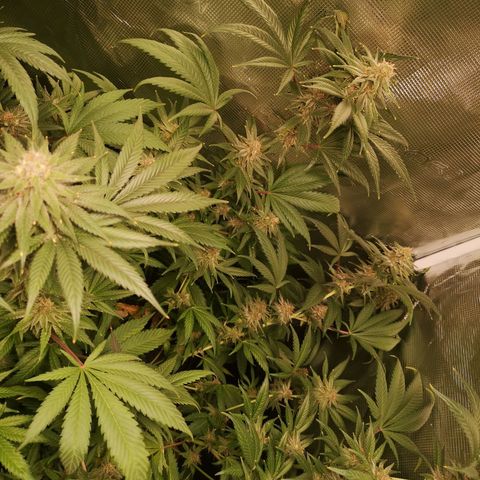 Blueberry cookies growlog timeline photo