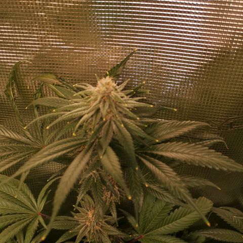 Blueberry cookies growlog timeline photo
