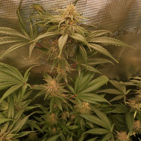 Blueberry cookies growlog timeline photo