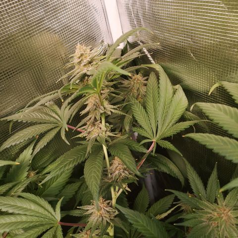 Blueberry cookies growlog timeline photo