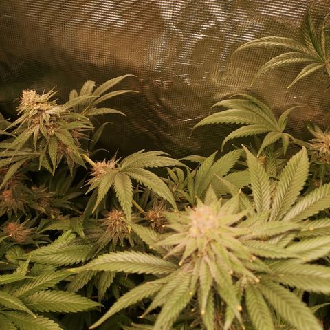 Blueberry cookies growlog timeline photo