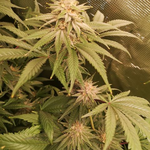 Blueberry cookies growlog timeline photo