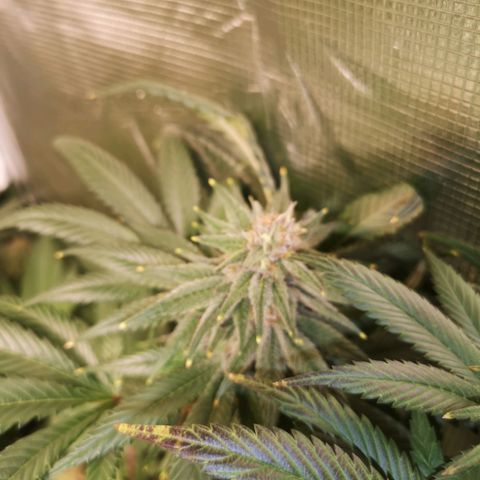 Blueberry cookies growlog timeline photo