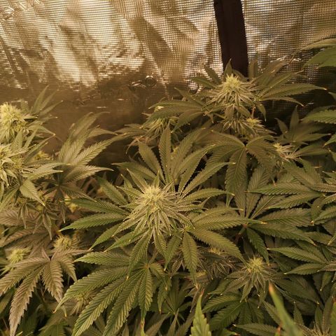 Mandarin cookies v3 growlog timeline photo