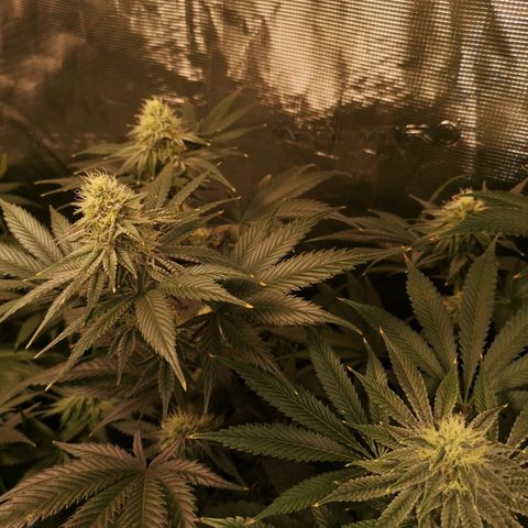 Mandarin cookies v3 growlog timeline photo