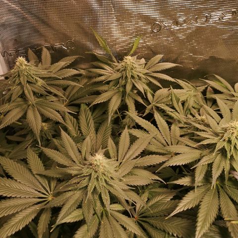 Mystic growlog timeline photo
