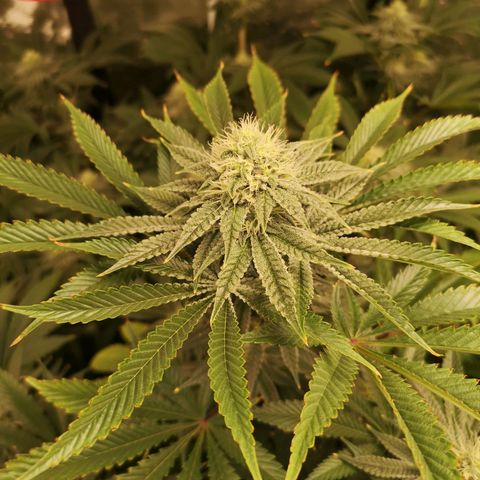 Orange cookie chem growlog timeline photo