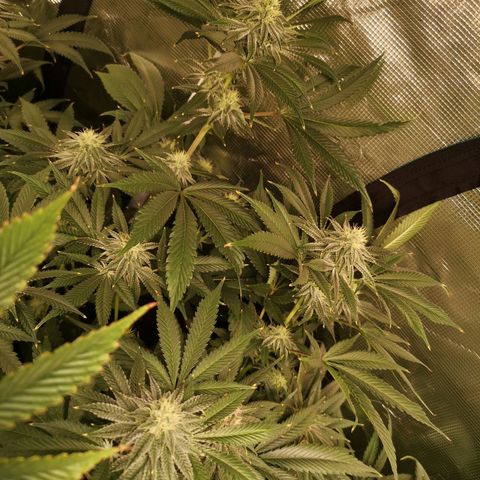 Orange cookie chem growlog timeline photo
