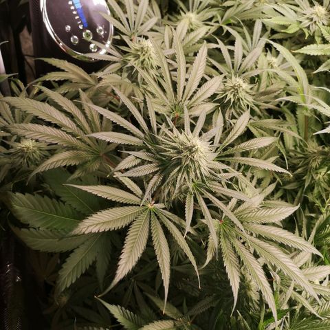 Planet of the grapes  growlog timeline photo