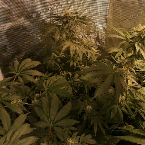 Purple punch cookies growlog timeline photo