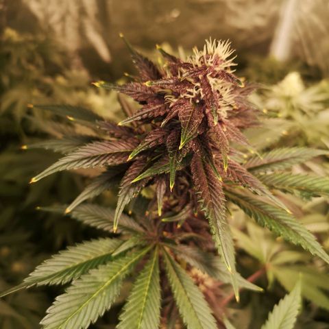 Tropicanna poison fast growlog timeline photo