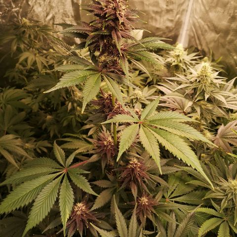 Tropicanna poison fast growlog timeline photo