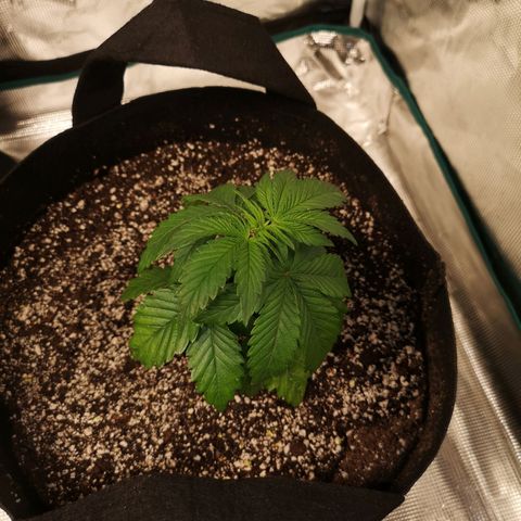 Cherry gar see ya growlog timeline photo