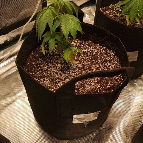 Critical pk growlog timeline photo
