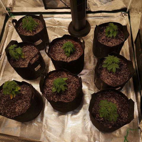 Critical pk growlog timeline photo