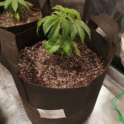 Runtz s1 growlog timeline photo