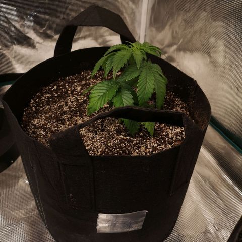 Cherry gar see ya growlog timeline photo
