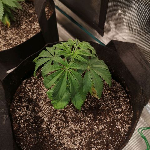Runtz s1 growlog timeline photo