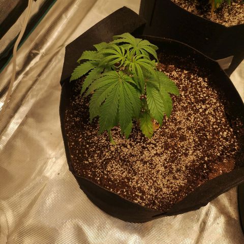 Critical pk growlog timeline photo