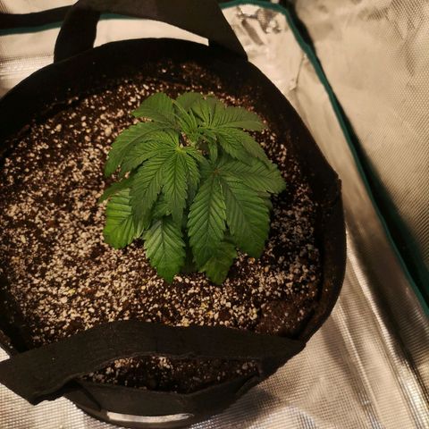 Cherry gar see ya growlog timeline photo