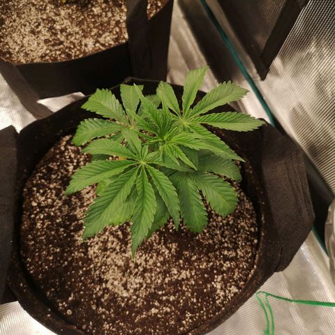 Runtz s1 growlog timeline photo