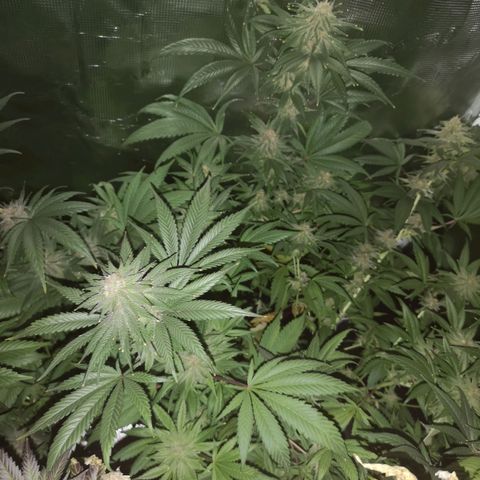 Blueberry cookies growlog timeline photo