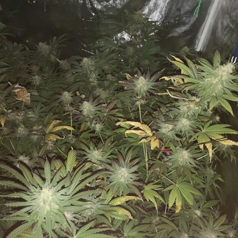 Banana daddy growlog timeline photo