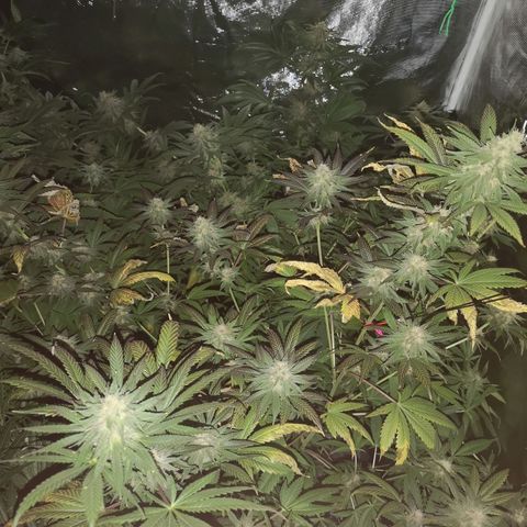 Banana daddy growlog timeline photo