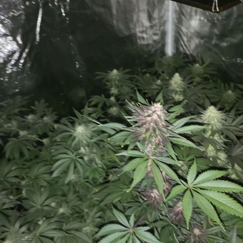 Tropicanna poison fast growlog timeline photo
