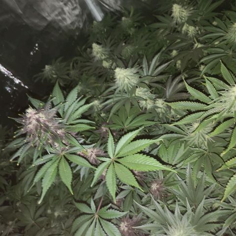 Tropicanna poison fast growlog timeline photo