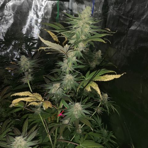 Banana daddy growlog timeline photo