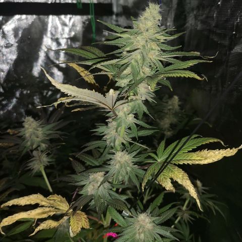 Banana daddy growlog timeline photo