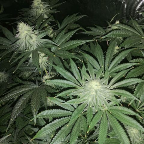 Mandarin cookies v3 growlog timeline photo
