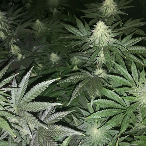 Mandarin cookies v3 growlog timeline photo
