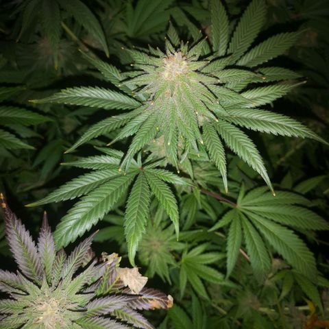 Blueberry cookies growlog timeline photo