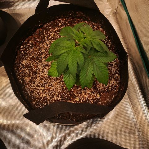 Cherry gar see ya growlog timeline photo