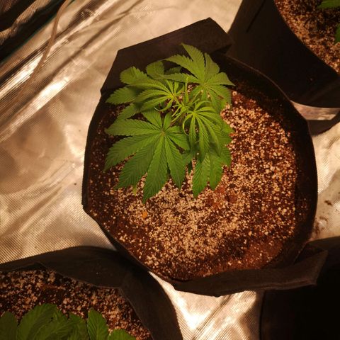Critical pk growlog timeline photo
