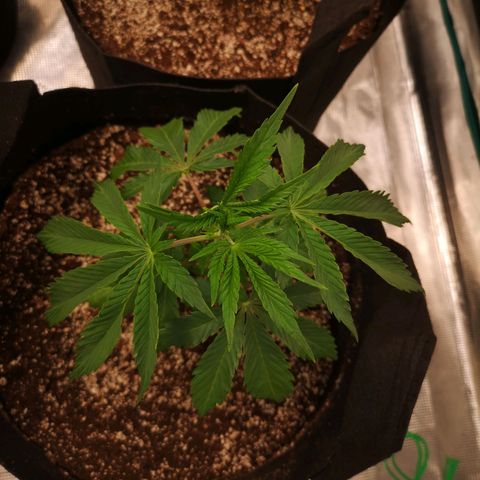 Runtz s1 growlog timeline photo