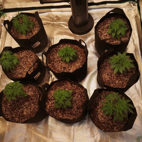 Critical pk growlog timeline photo