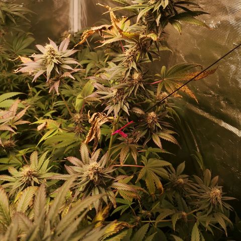 Banana daddy growlog timeline photo