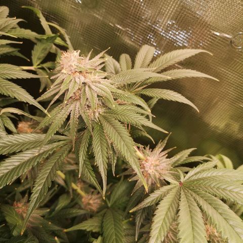 Blueberry cookies growlog timeline photo