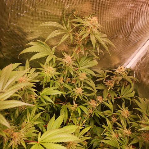 Blueberry cookies growlog timeline photo