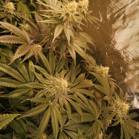 Mandarin cookies v3 growlog timeline photo