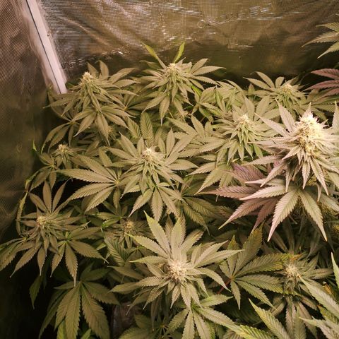 Mystic growlog timeline photo