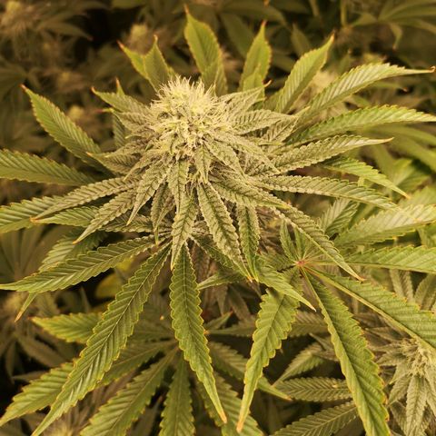 Orange cookie chem growlog timeline photo
