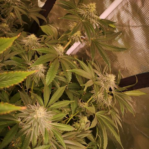 Orange cookie chem growlog timeline photo