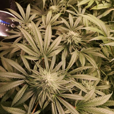 Planet of the grapes  growlog timeline photo